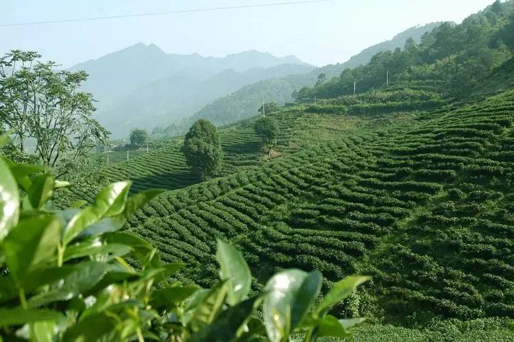 茶叶都有喷农药吗?